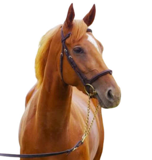 Vente de cheval : Bosra